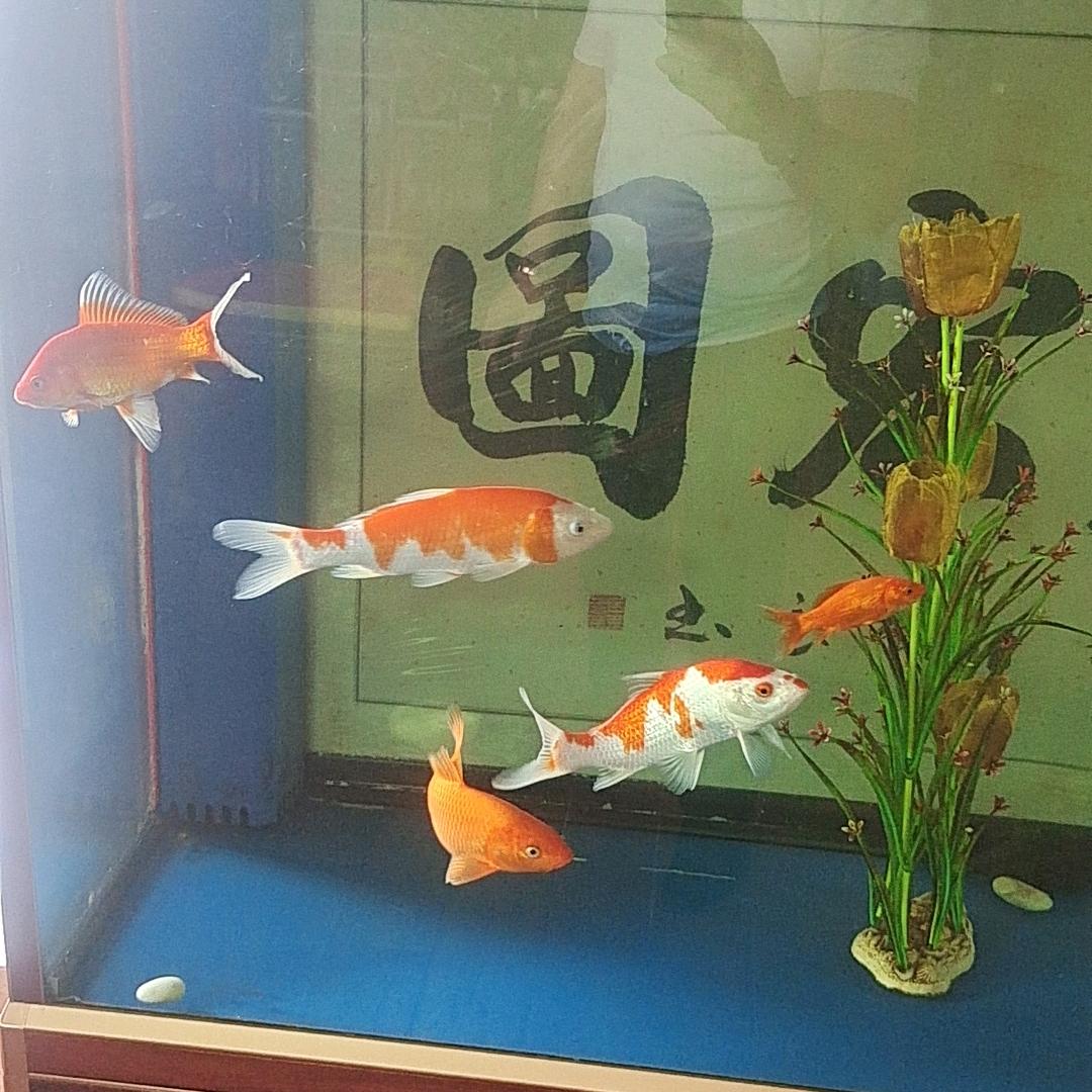 陈陈
