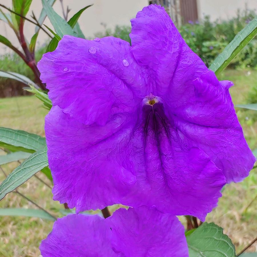 芯星
