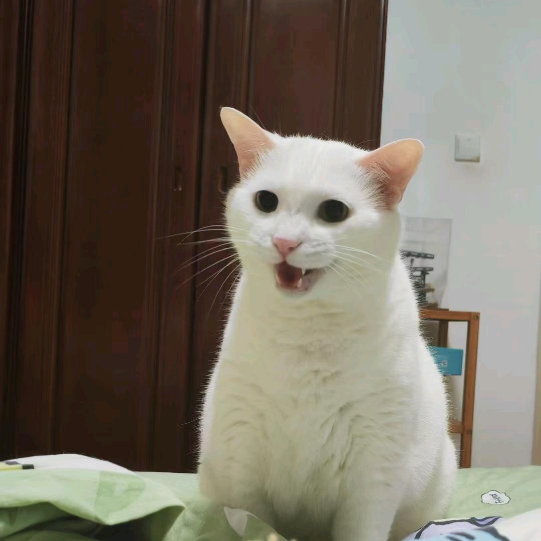 星空之下的宇崽.🗻