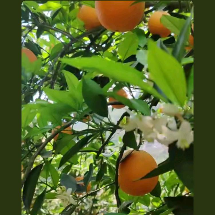 橙桃李
