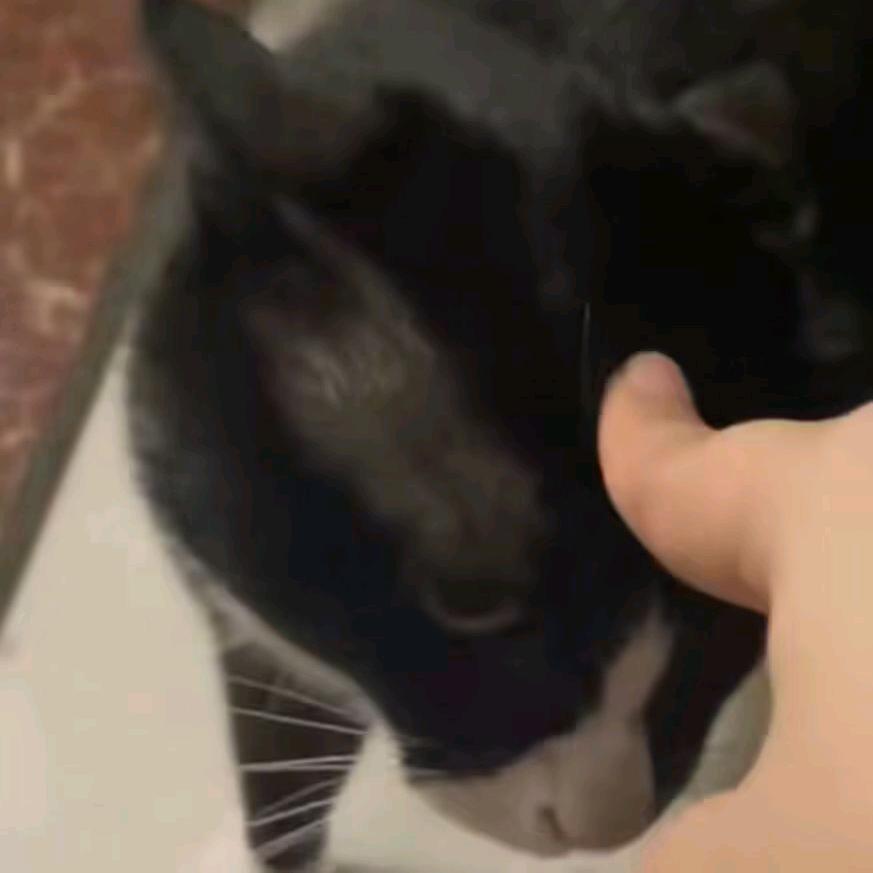 吱吱鱼