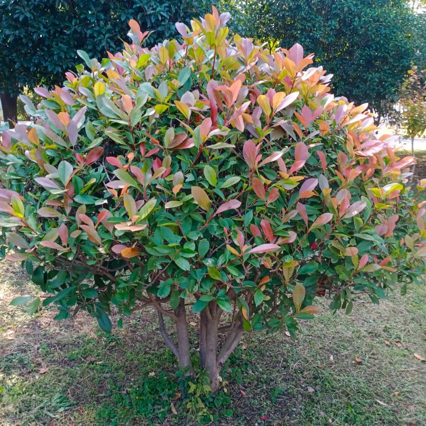 莲花重现