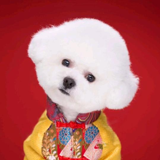牛牛仔仔