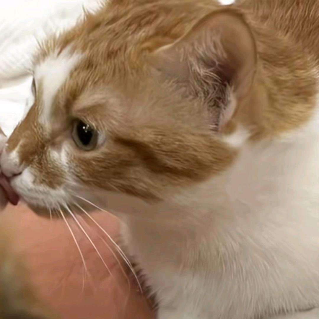 屎壳郎戴面具（臭不要脸）