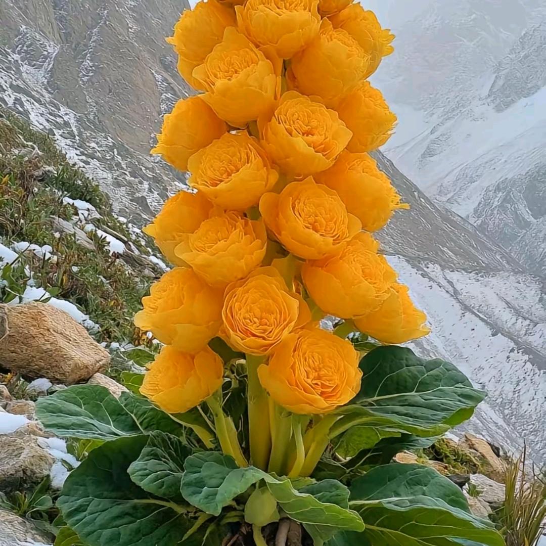 棉花