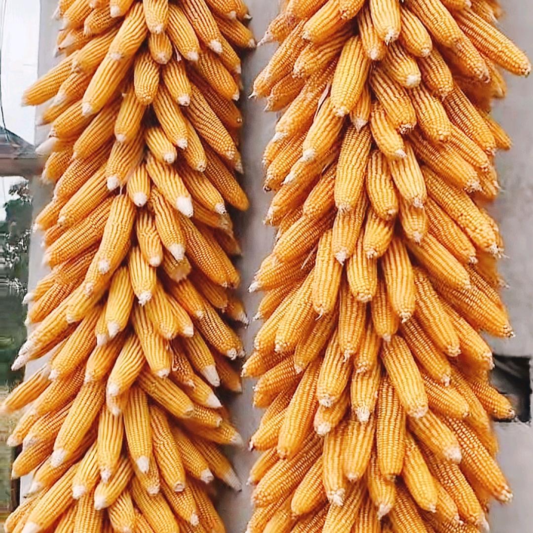 吴