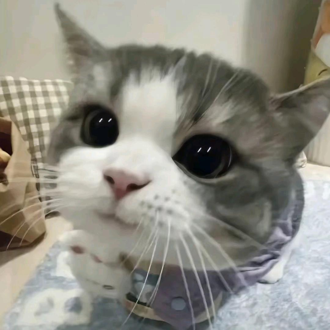 sk.空气猫