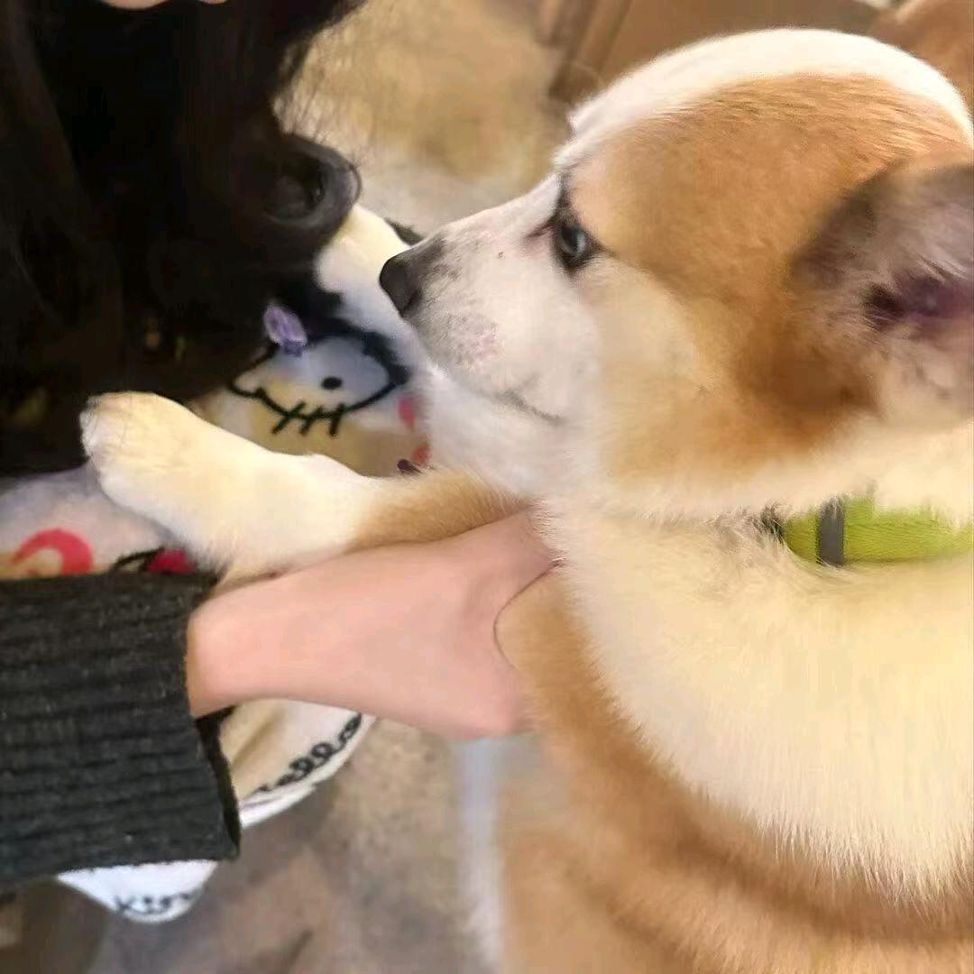 耗哥头像