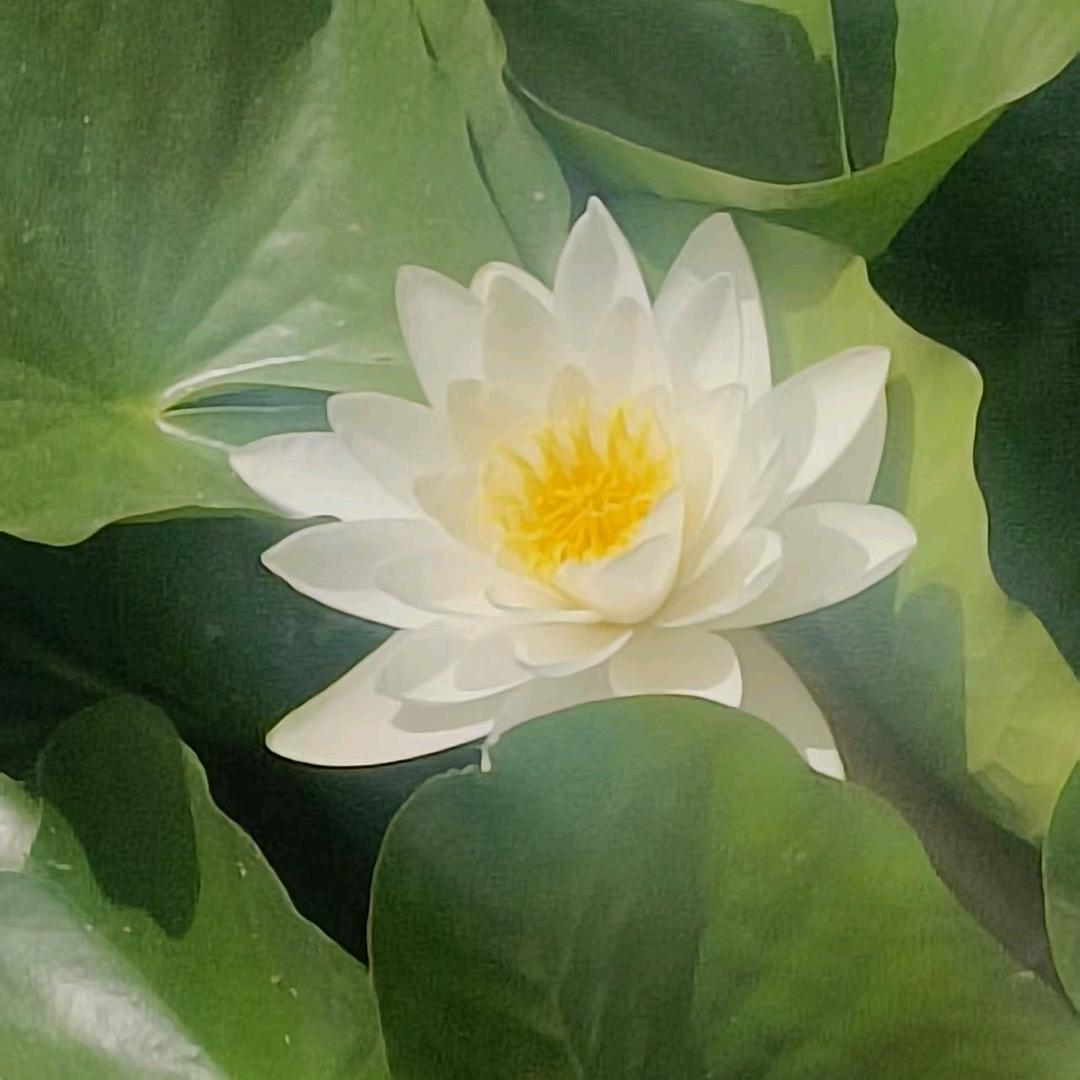 美丽的利