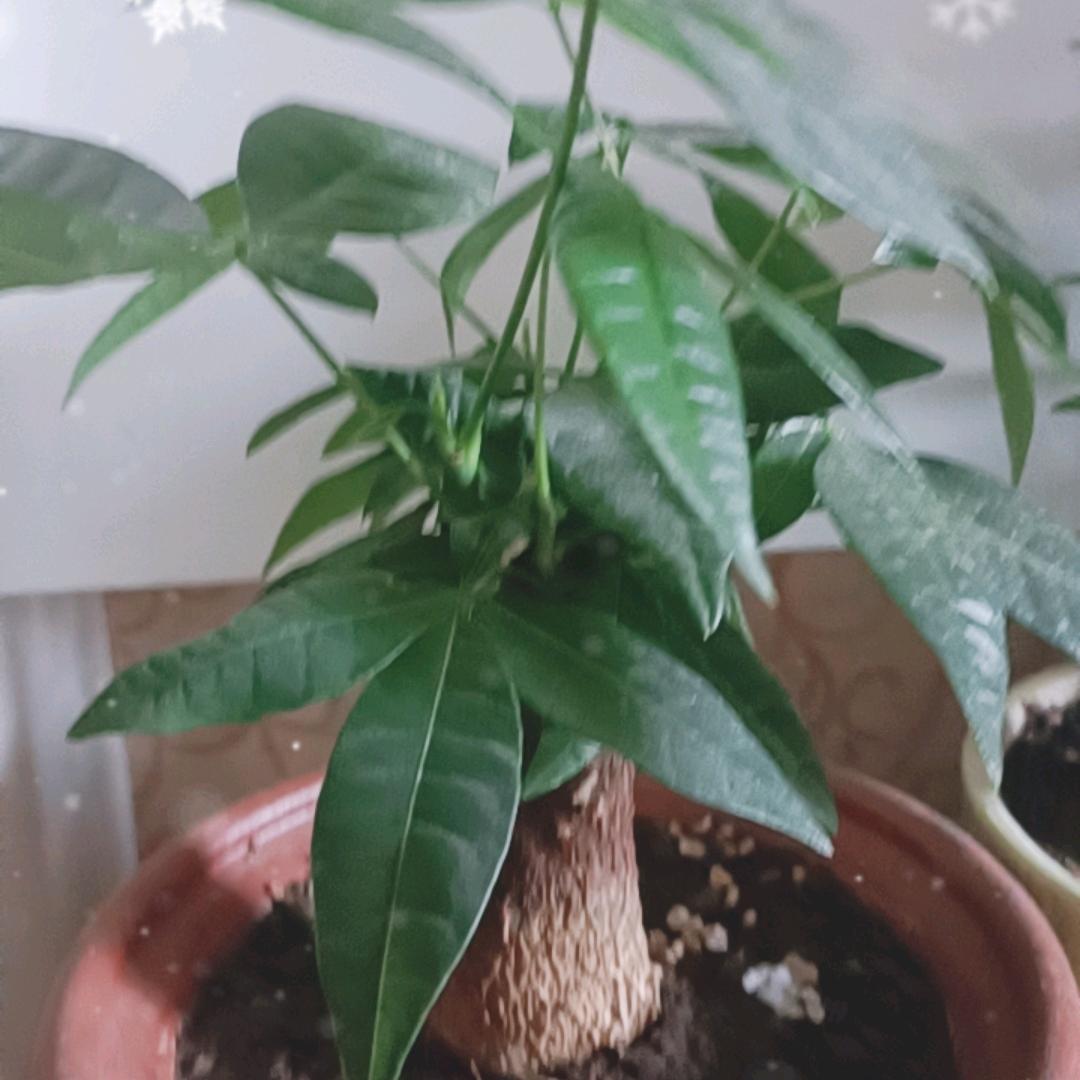 丢了全世界不愿没有你