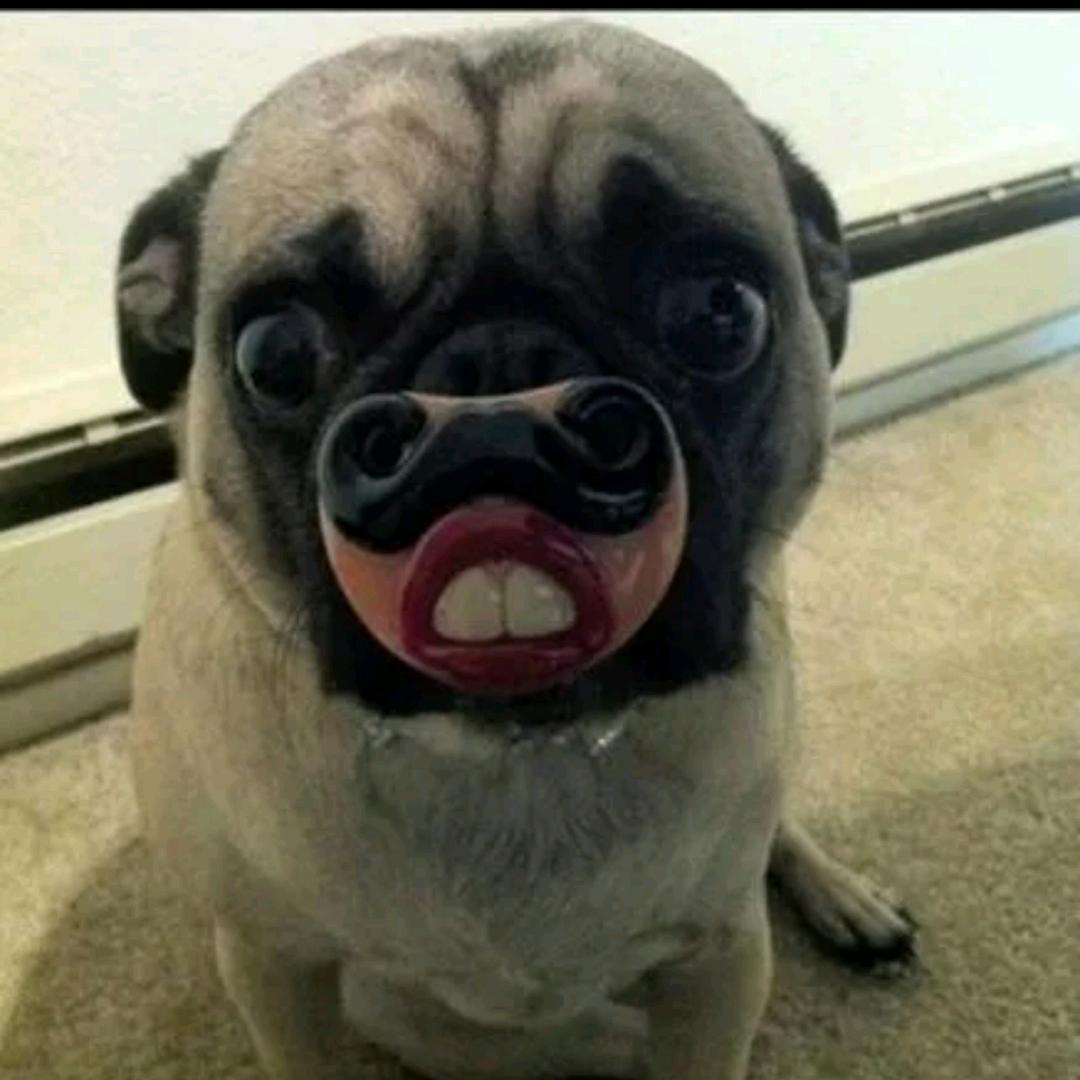 二狗（又菜又爱玩）