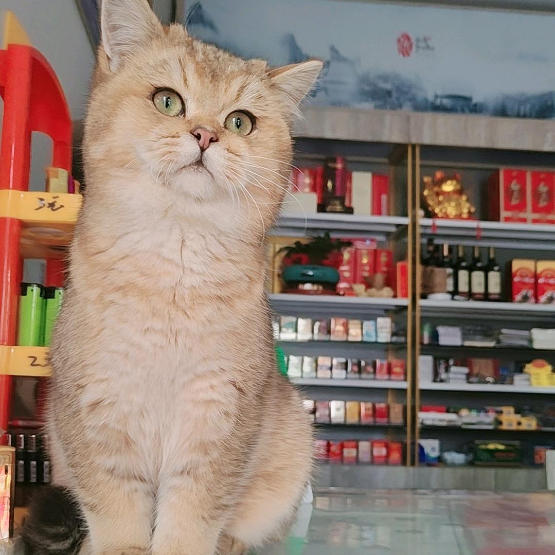 福宝