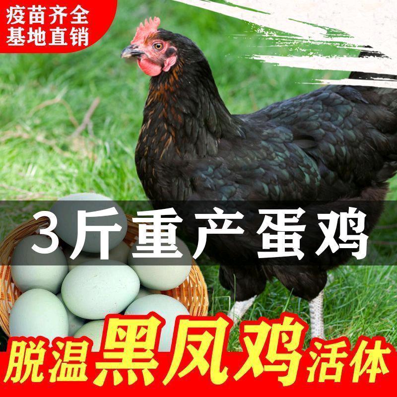 雅雅生鲜冷冻食品
