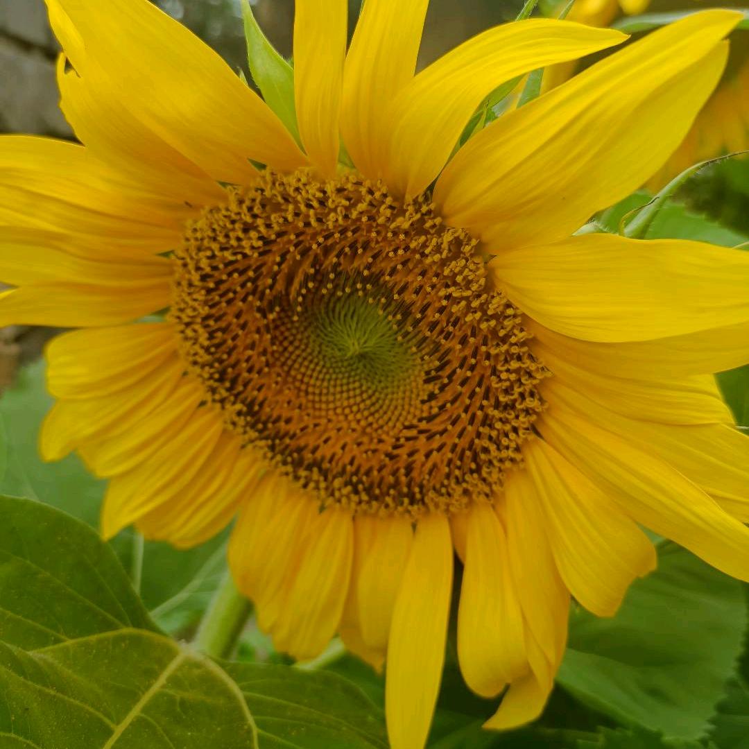 多多美味零食推荐官🍭