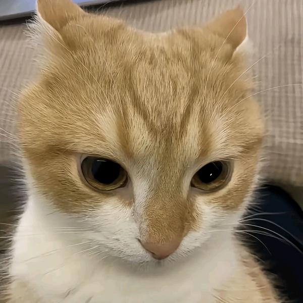 猫猫猫猫