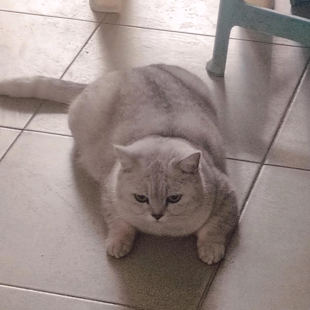 大猪仔儿