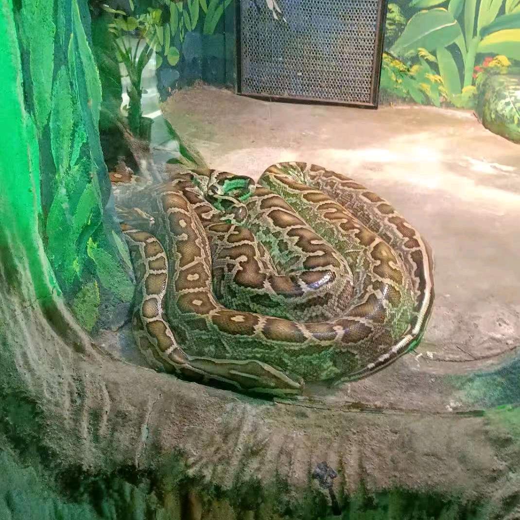 犇犇