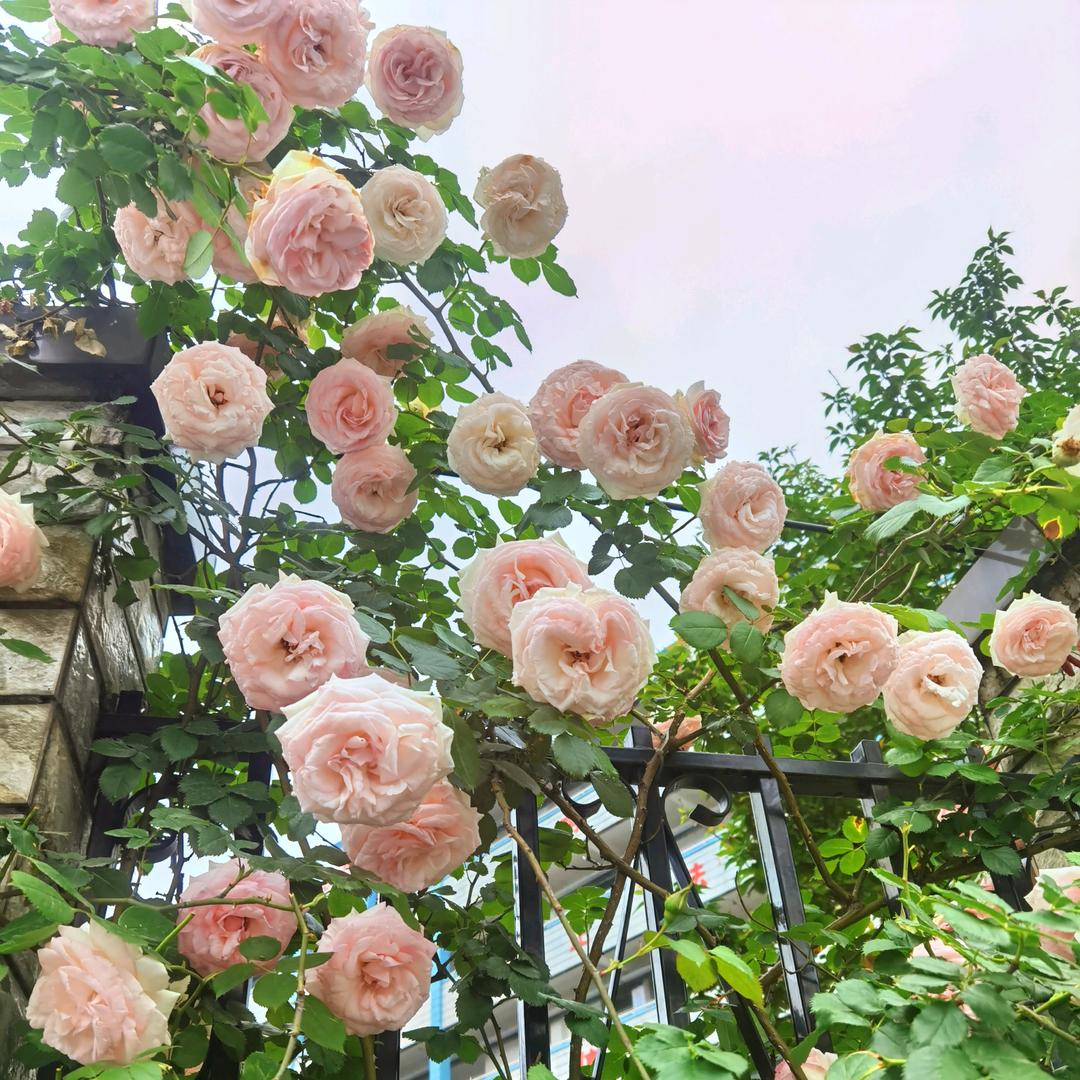 晴天🌹🌹🌹