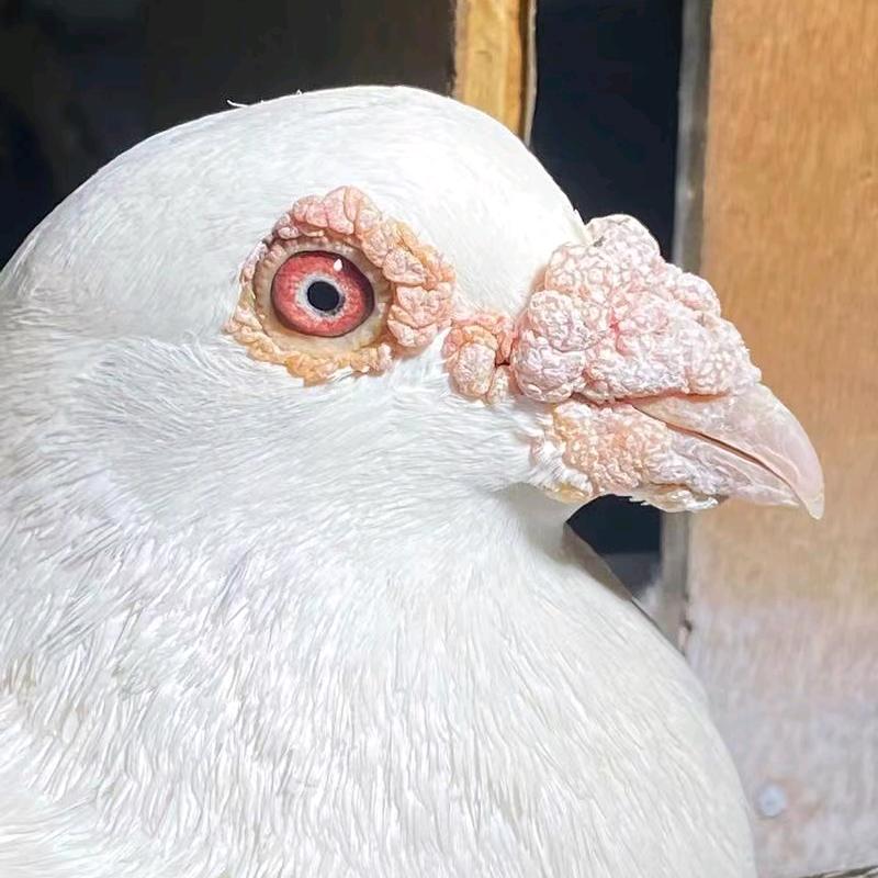正洪鸽业