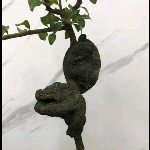 小山灌木