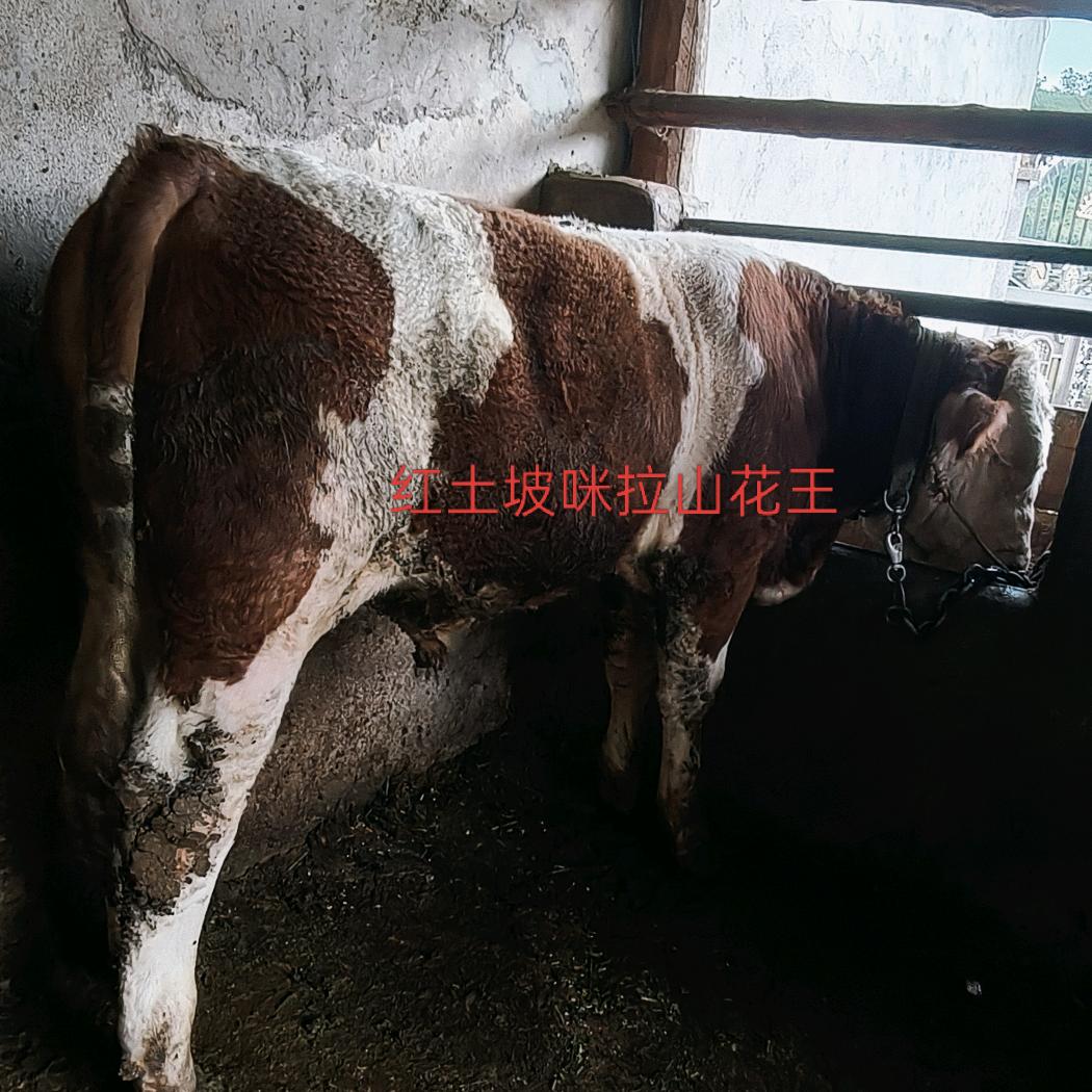 南华红土坡咪拉山冻精改良