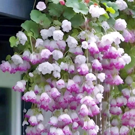 放飞自我🌺