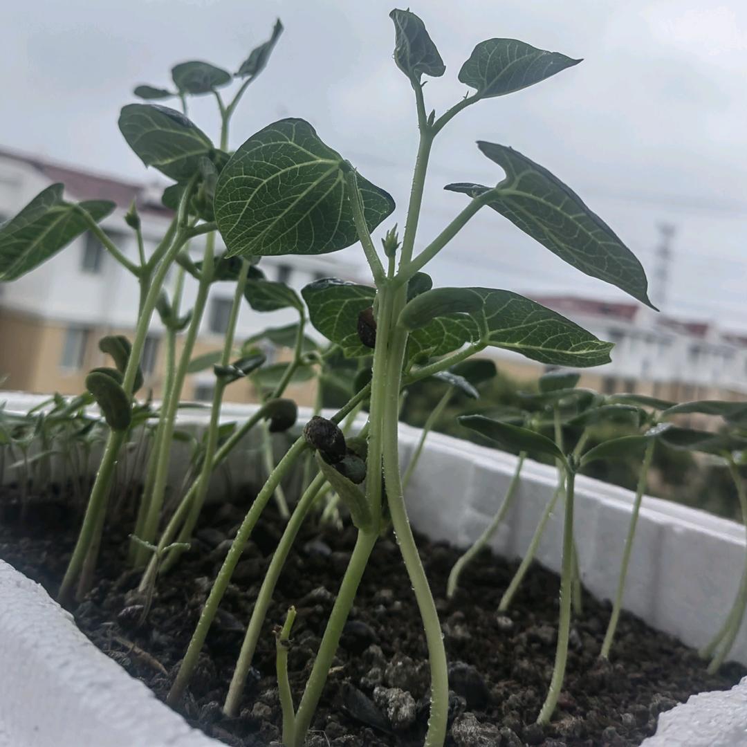 小生游栗