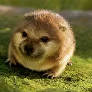 晓婵小游戏 首播筹备中