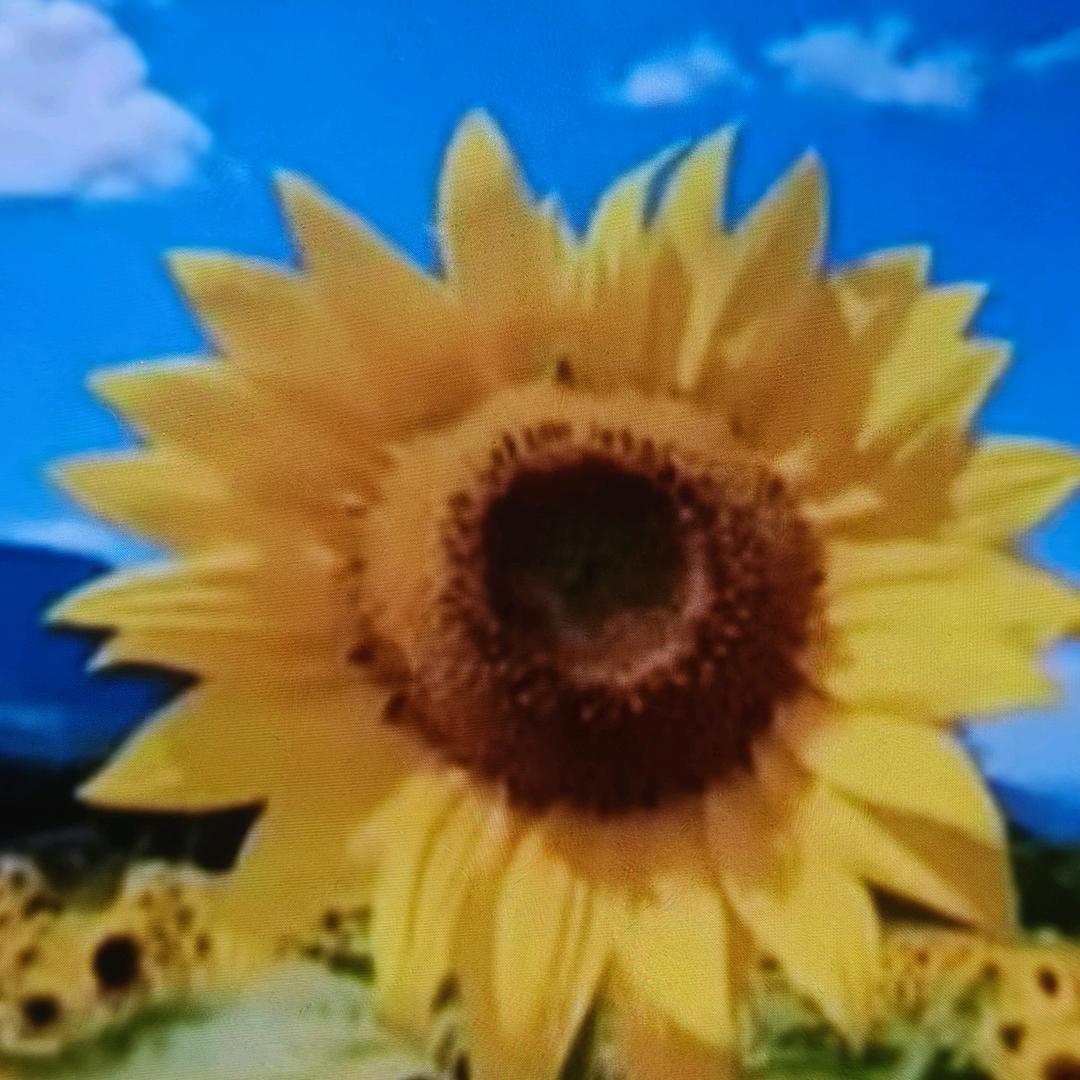 9.6货车，独步天涯，畅通无阻