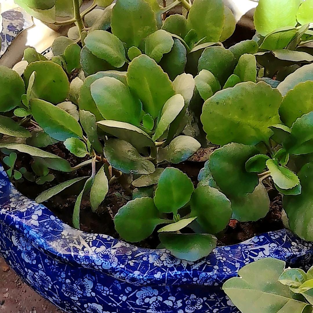 济阳一手
