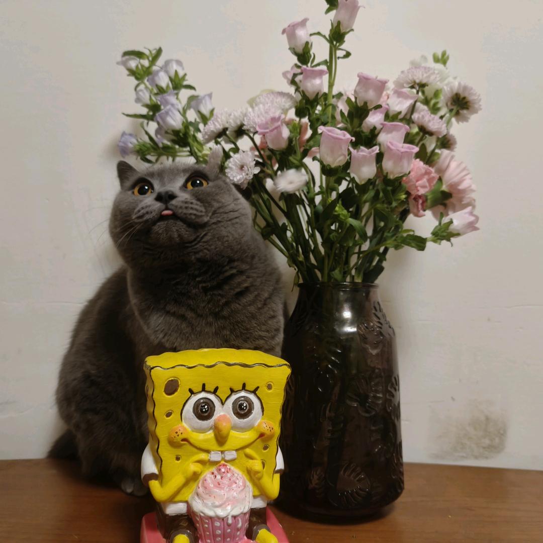 李猫猫
