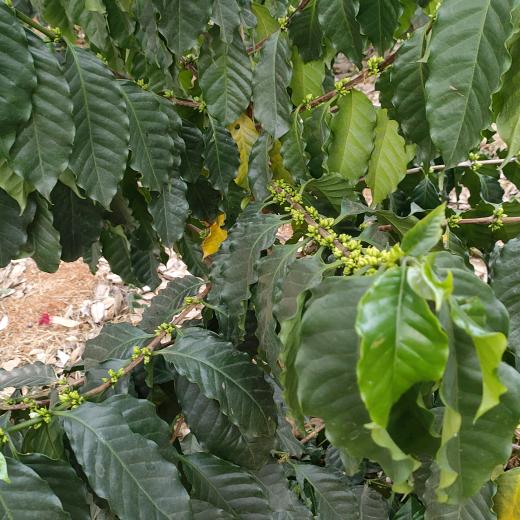 苗姿体控管理（保山易乐上苑店）