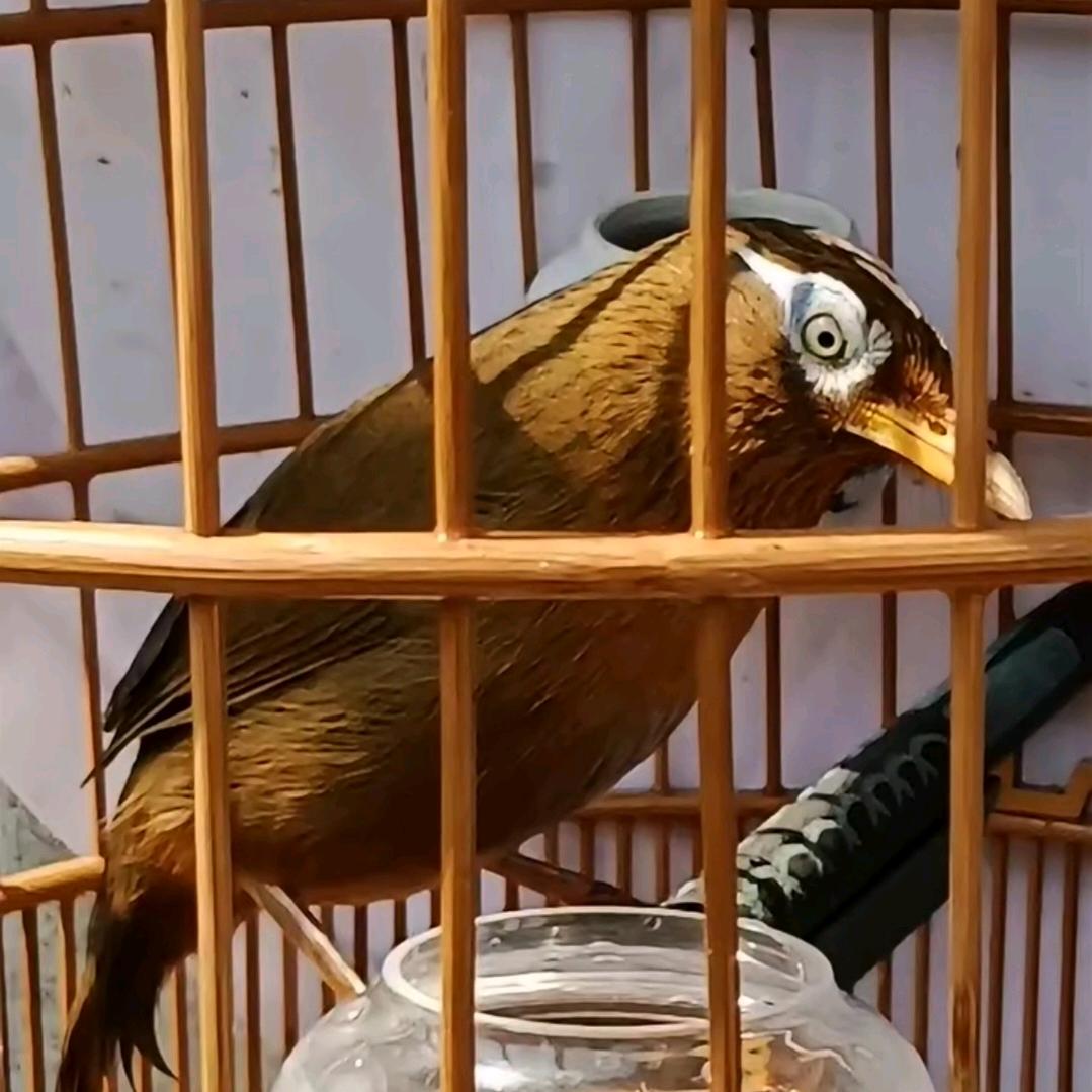 逆流沙弟凯强