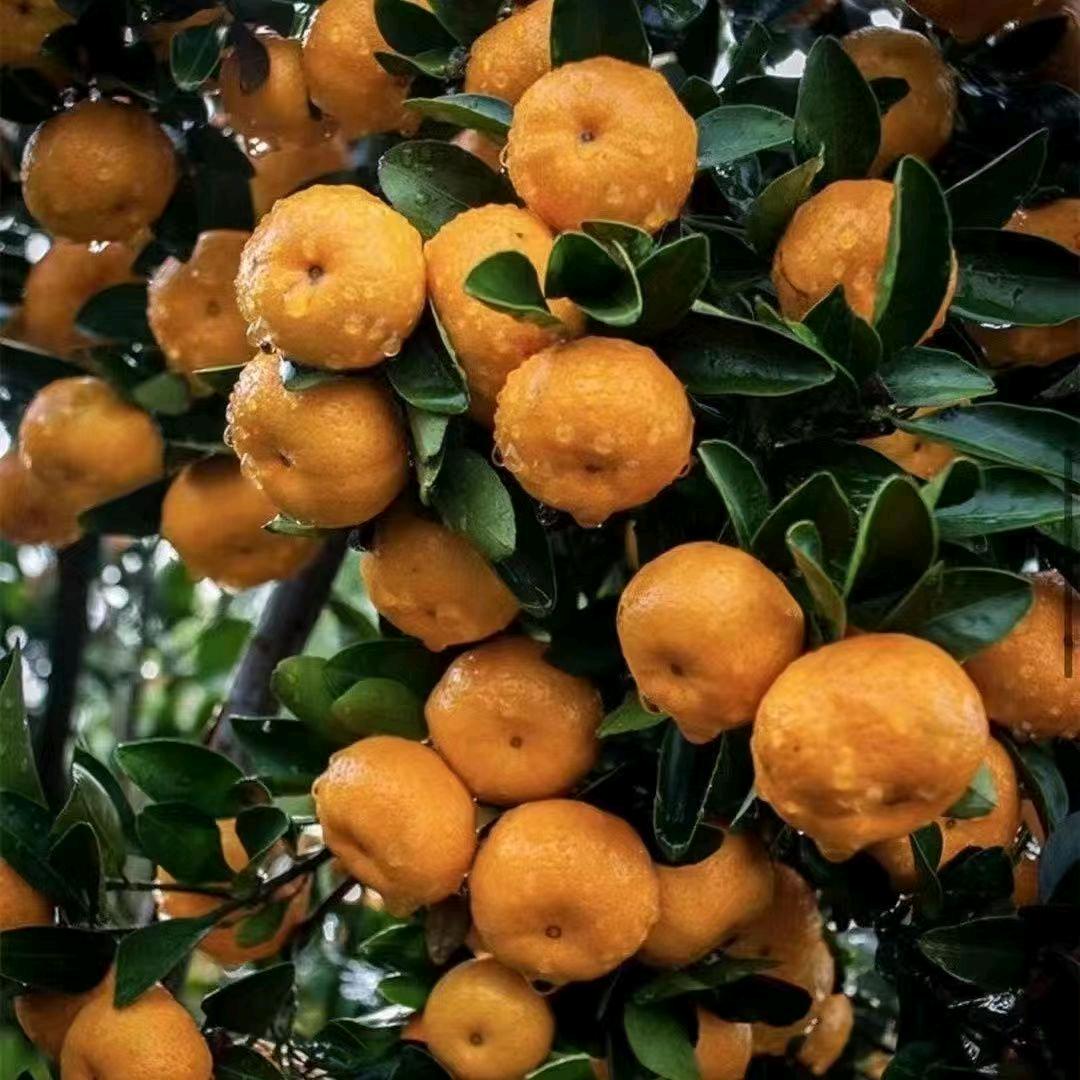 南丰县橘子姐小店