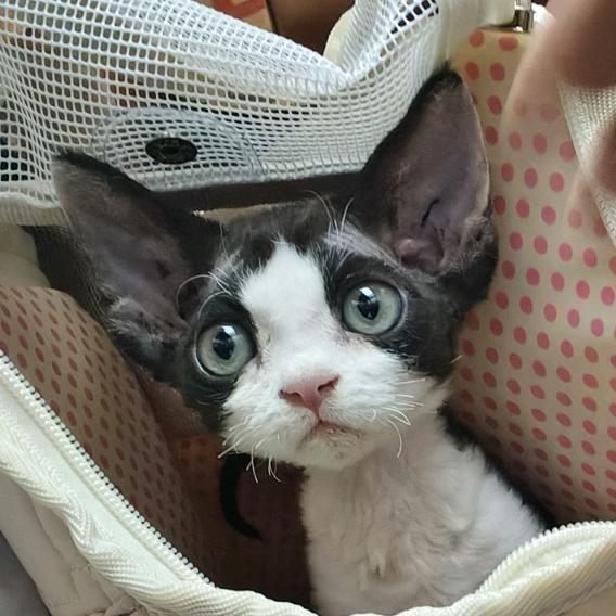 绿豆沙