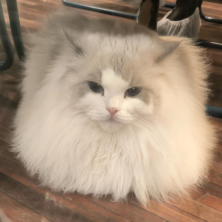榆木饼