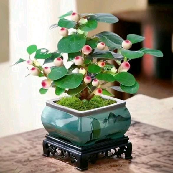 菩提树