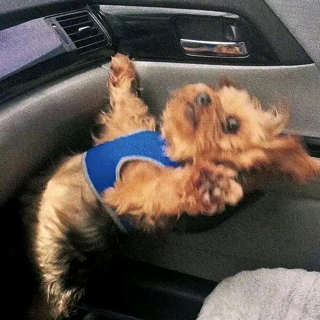 肘子