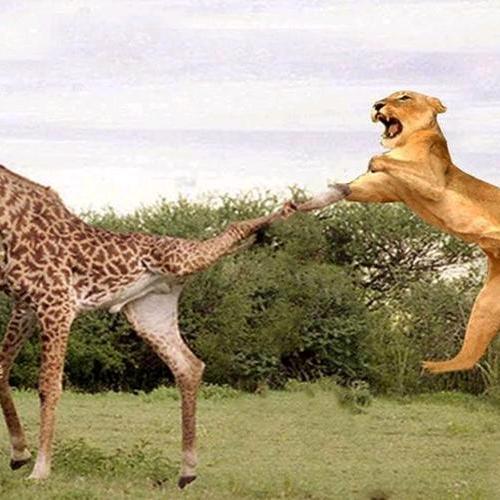 长颈鹿踹狒狒