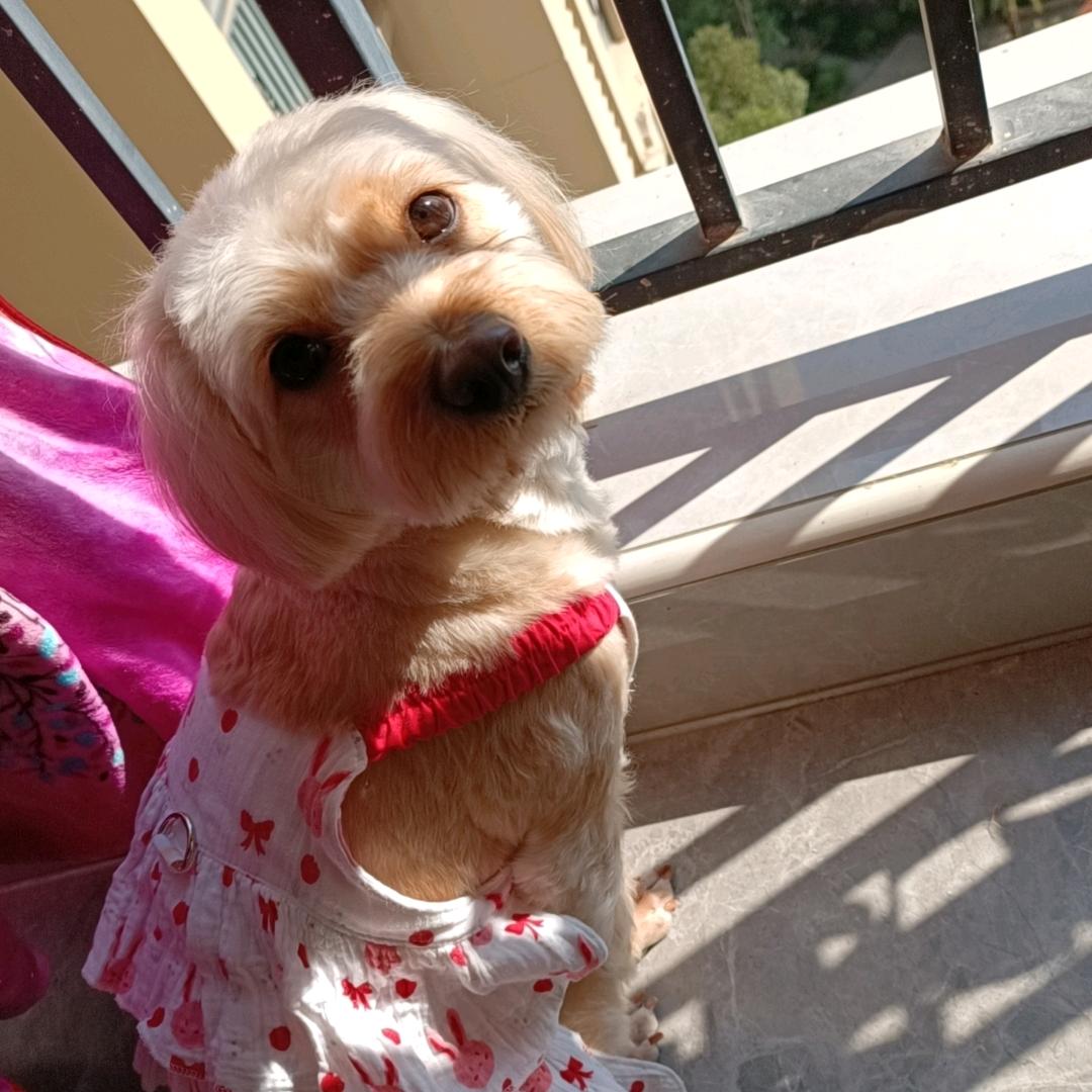 傲娇小仙女