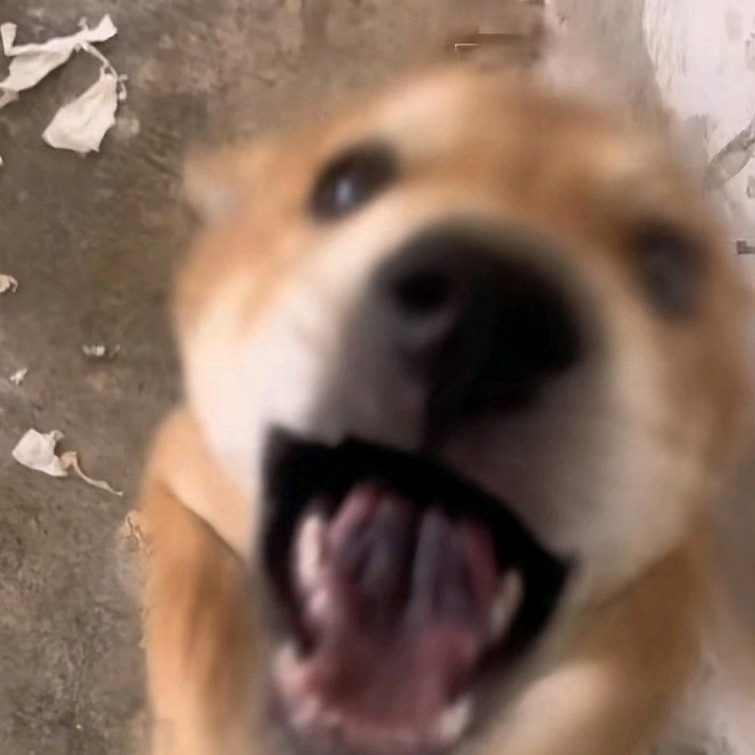 沙洲尾