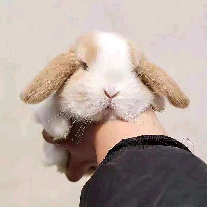 柔了个柔萌宠