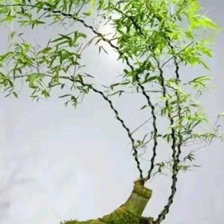 叶子讲斑工厂