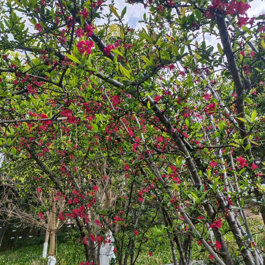 君梅灵昊