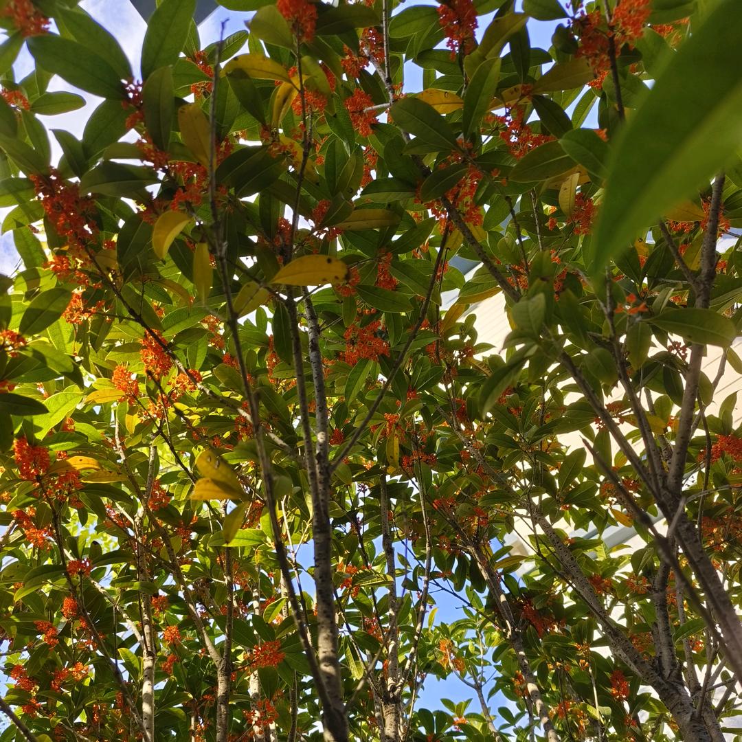杨圣坤(爆款返场)