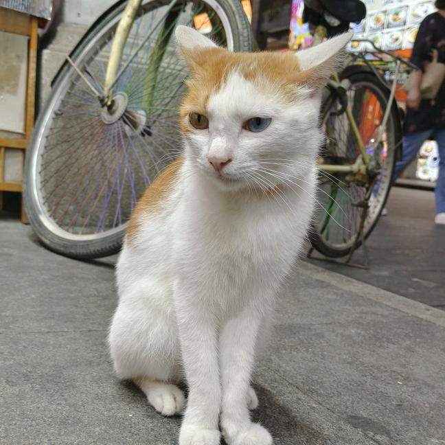 宇智剥鼬