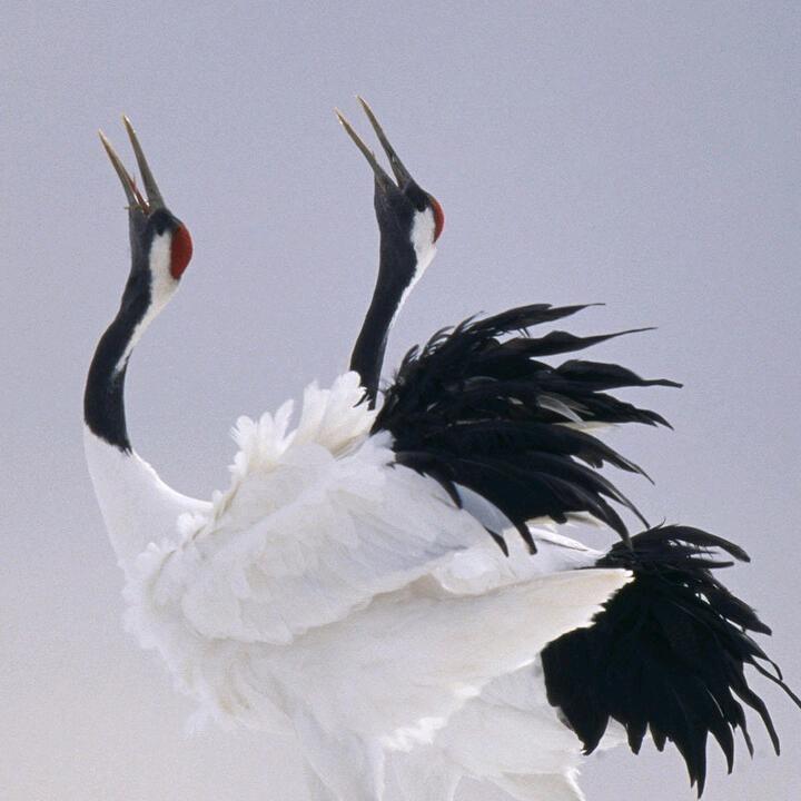 三角洲荀哥