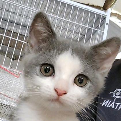 边猫