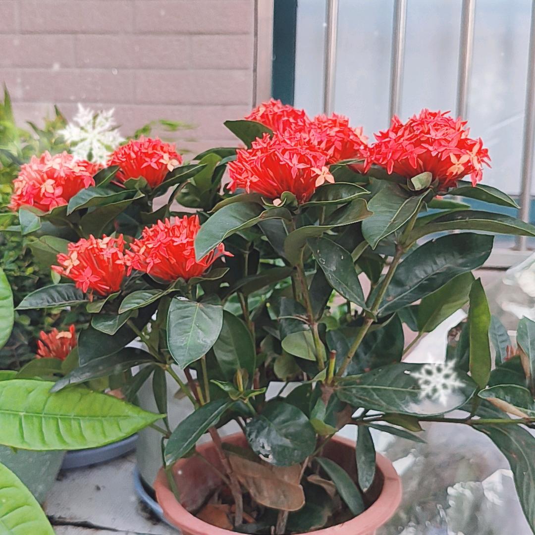 蓝草