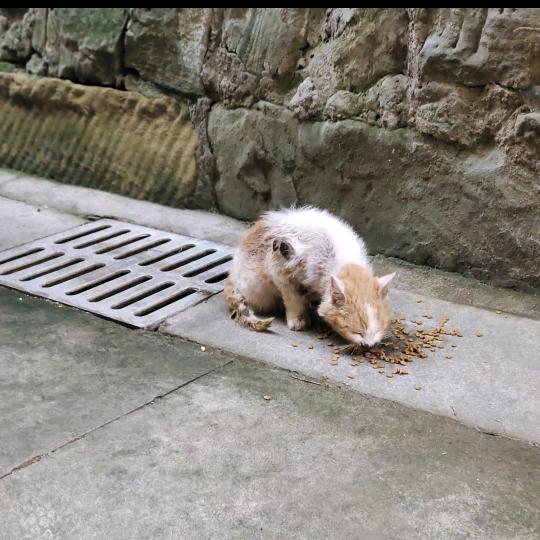馨馨儿